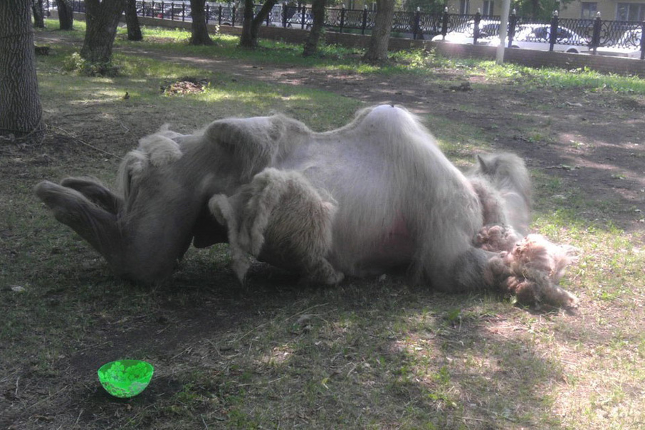 Зоопарк стерлитамак. Животные Стерлитамака. Зоопарк в Башкирии. Парк лесоводов Уфа зоопарк.