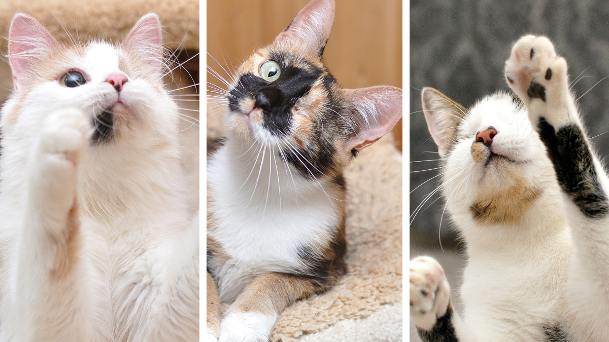 «Он вас не увидит, но не ошибется»: четыре пронзительные истории котиков, которым ищут дом
