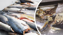 «Это просто монстры!»: ярославцу в крупном гипермаркете продали рыбу с опасными паразитами