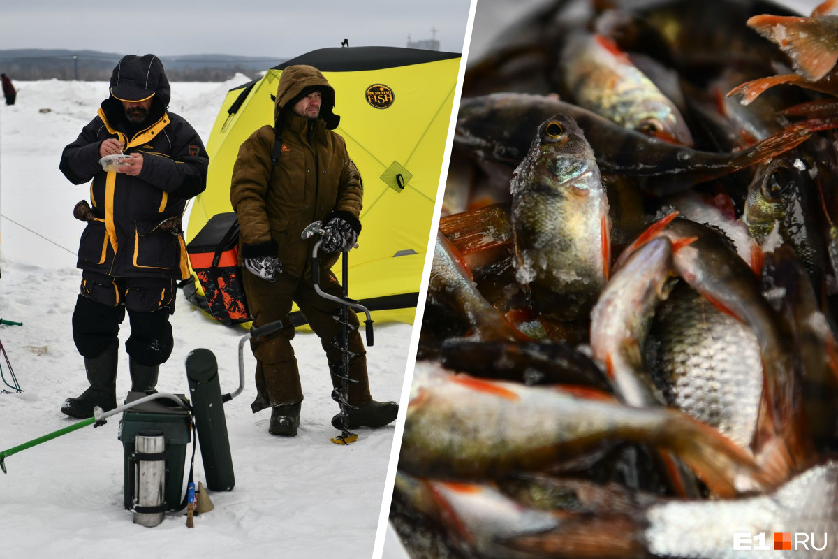 Екатеринбуржцы поймали 13 килограмм рыбы на Верх-Исетском пруду. Показываем зимний улов