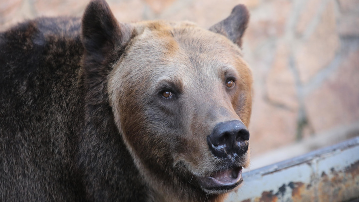 Медведица с медвежатами вышли на трассу на окраине Читы