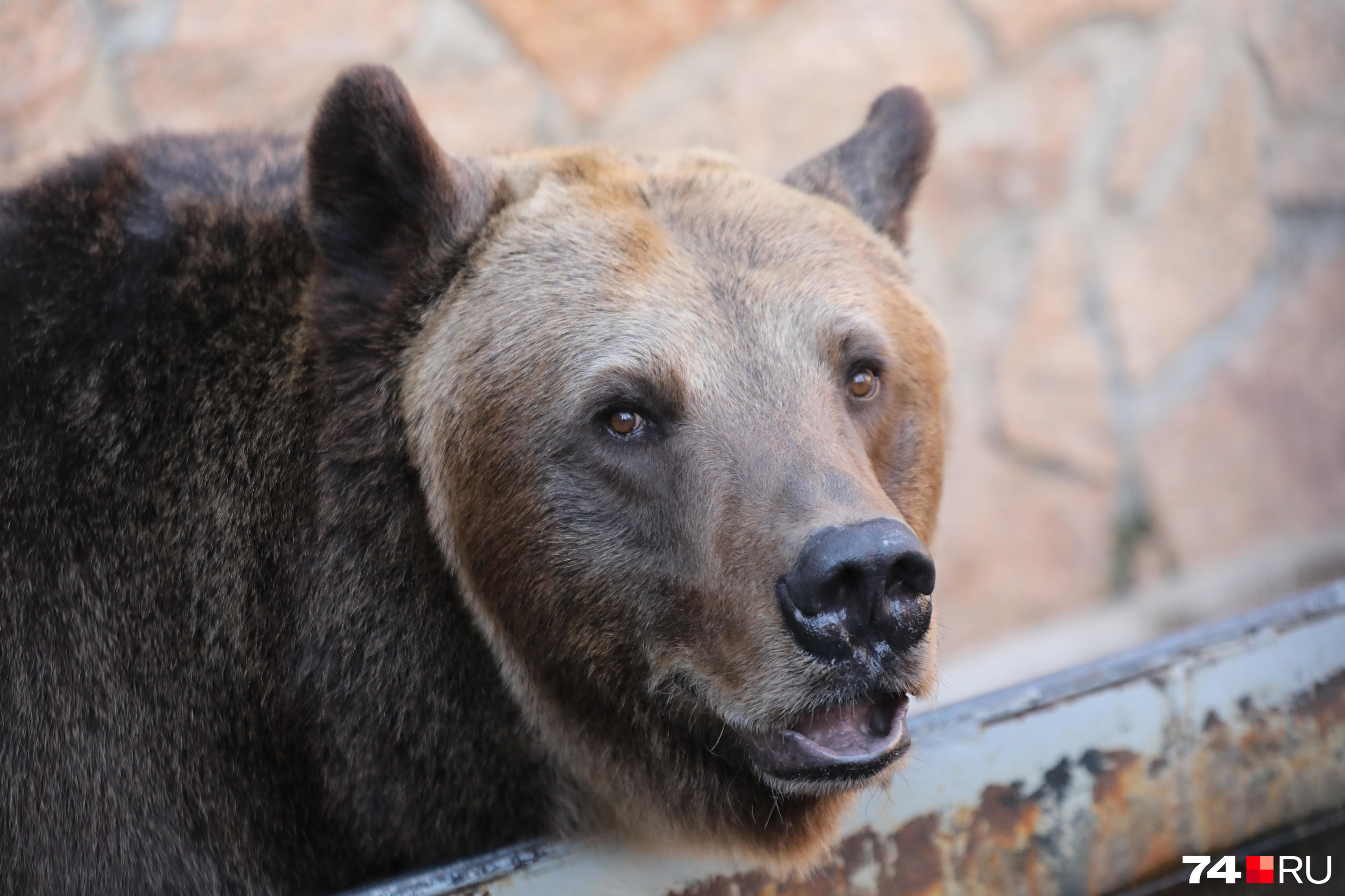 Медведя заметили возле домов в поселке Антипиха в Чите