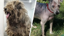 Состригли 1,2 килограмма шерсти: сибирячка спасла с улицы брошенную собаку