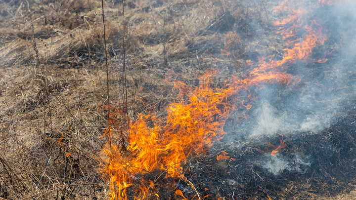 Краевые власти обещают 10 тысяч за сообщение о поджигателях травы