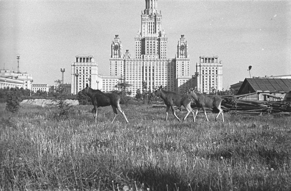 Лоси у Главного здания МГУ, 1961 Лоси у Главного здания МГУ, 1961