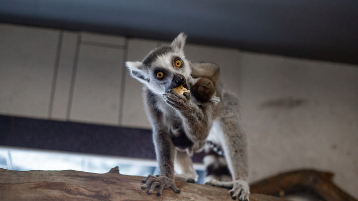 Малыши-милаши: знакомимся с новенькими в иркутских зоопарках и отдаем им свои сердечки