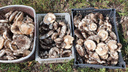 «Был туман — это верный признак»: новосибирцы поделились фото грибных уловов после дождей