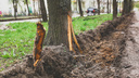 «Сделать дешево и потерять деревья»: географ осудил власти за раскопки в Юбилейном парке