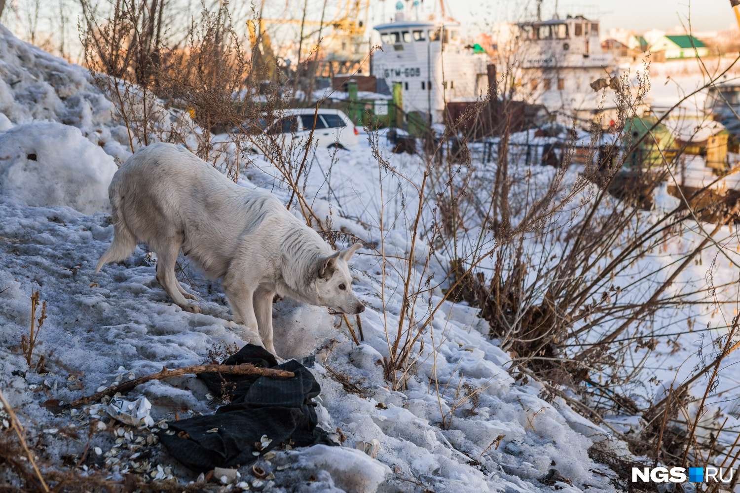 Стая из шести собак напала на школьника в Новосибирске — его спас сосед