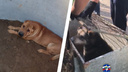 Собака упала в яму во дворе дома в Новосибирске — доставали ее спасатели МАСС