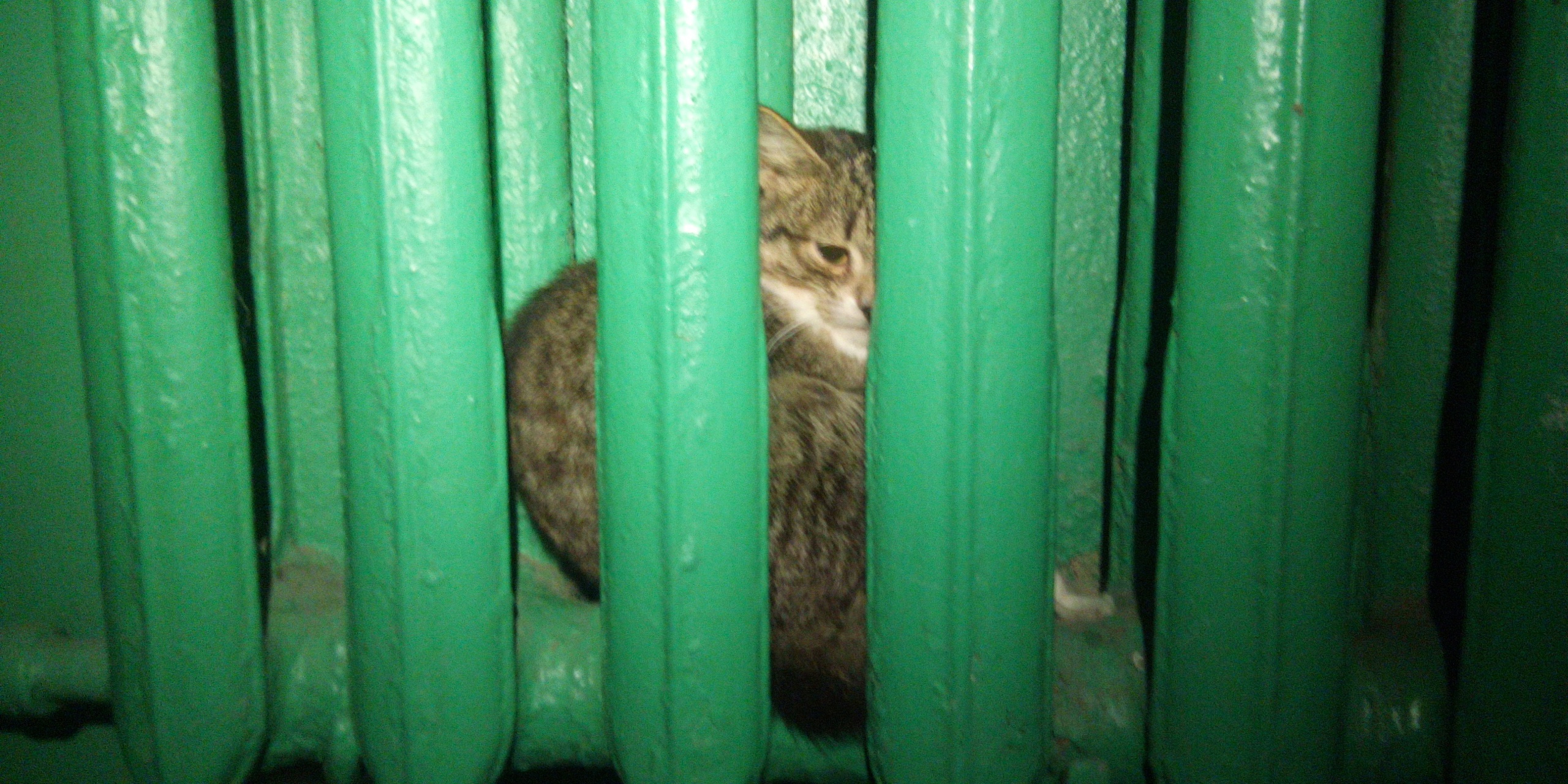 «Находился там сутки»: история о том, как в Екатеринбурге спасли котенка, застрявшего в чугунной батарее