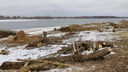 «Беспрецедентное варварство»: в Рыбинске на Волжской набережной вырубили больше 1500 деревьев