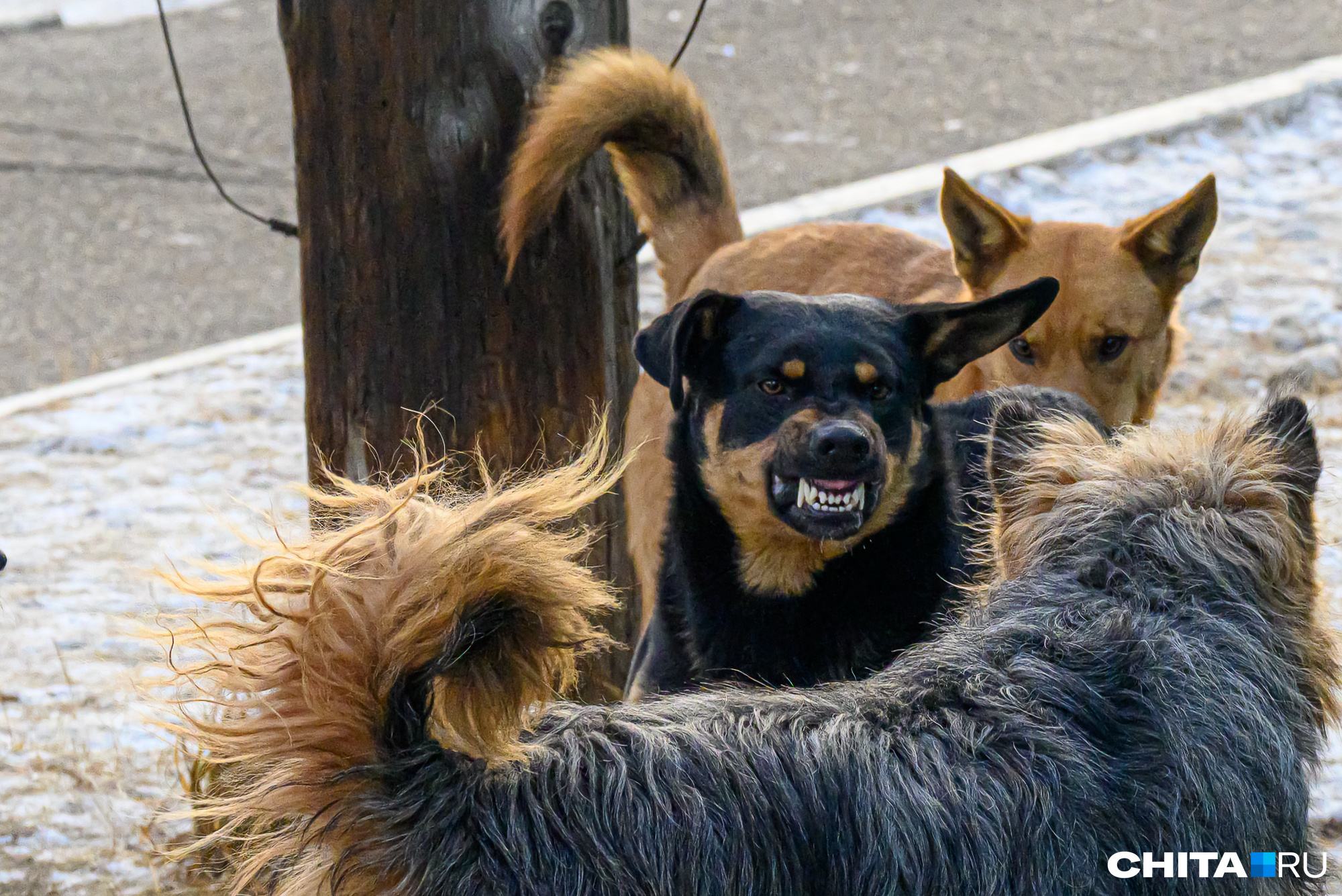 Депутаты поддержали возможность эвтаназии собак в Забайкалье