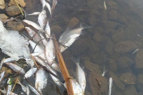Берег озера усеян мертвой рыбой