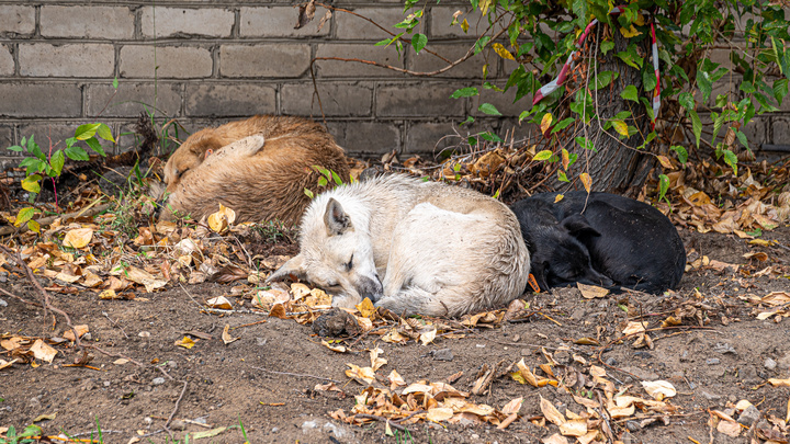 Власти Читы выделили дополнительные деньги на отлов и содержание бездомных собак
