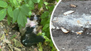 Десятки мертвых птиц: в Ярославле начали проверку из-за массовой гибели пернатых