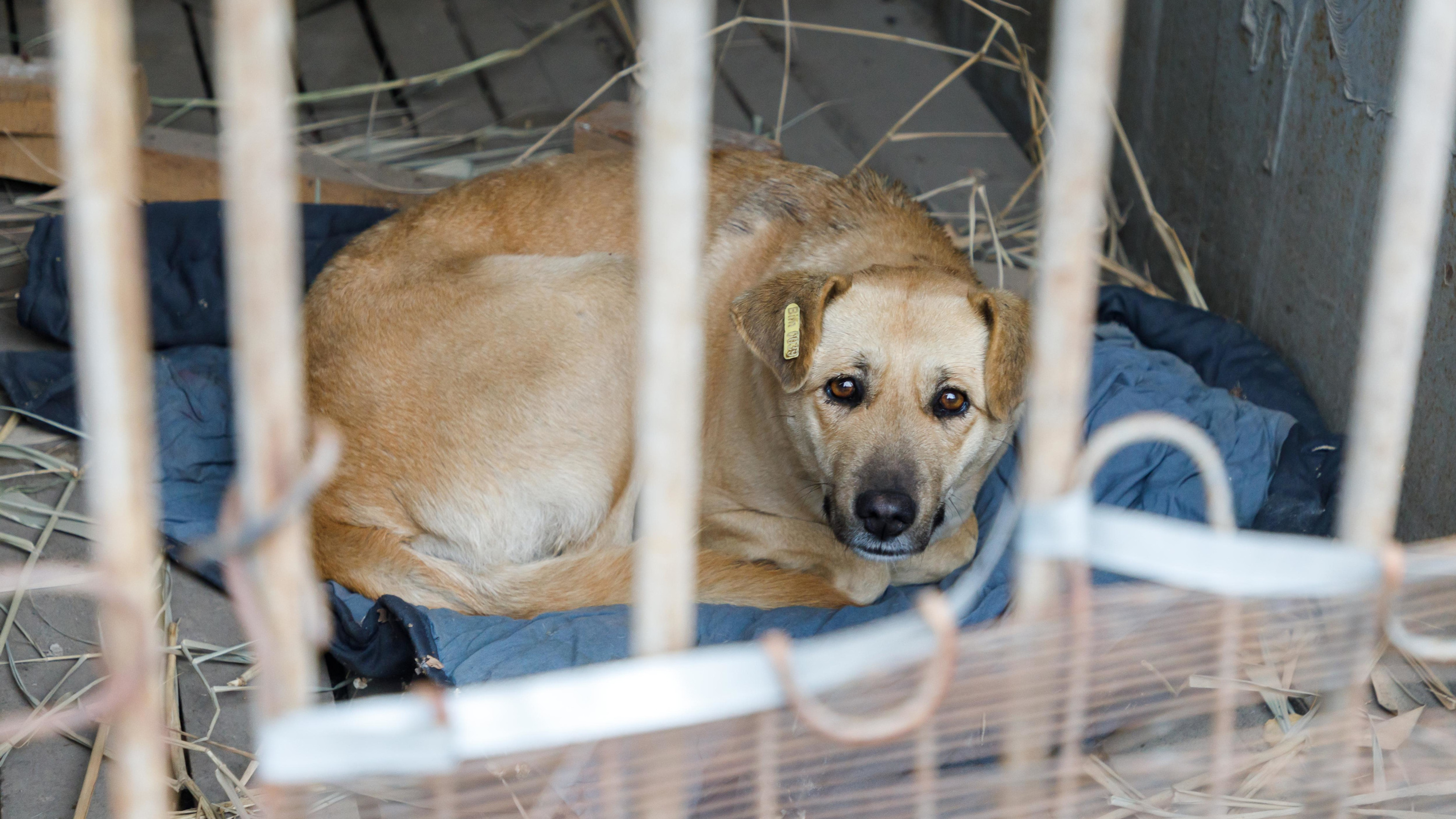 12 тысяч за собаку: мэрия Нижневартовска нашла поставщика для отлова животных