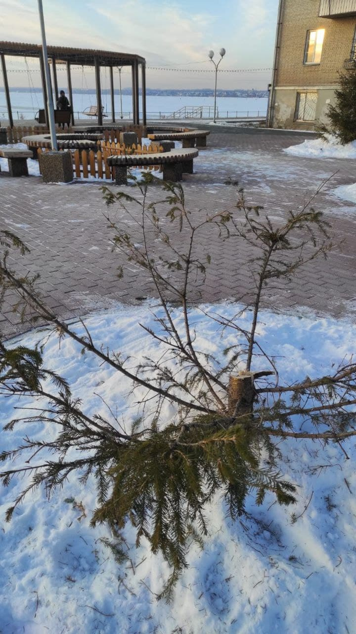 Ель на набережной высадили в прошлом году Ель на набережной высадили в прошлом году