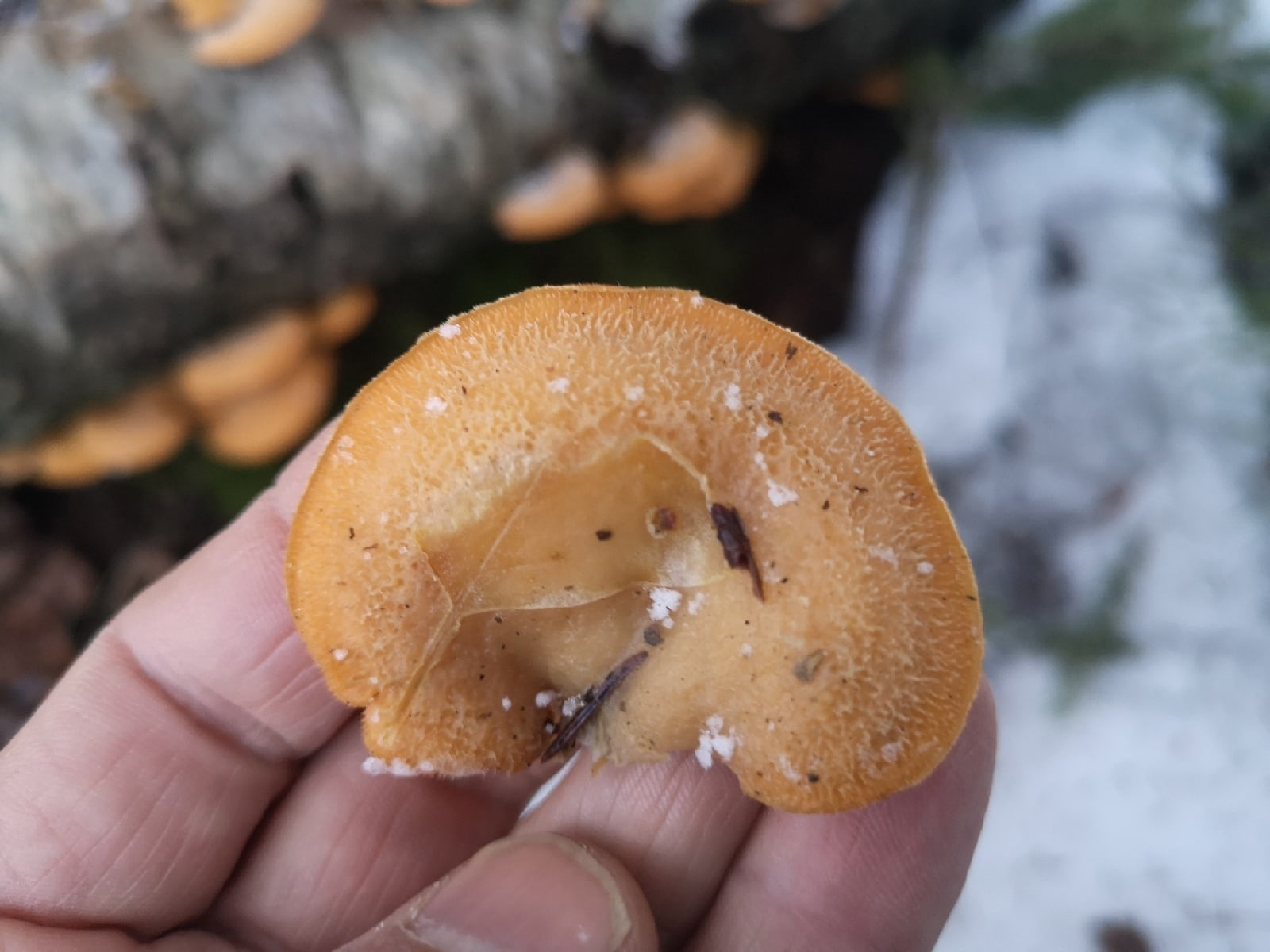 Пора в лес по грибы. Под Петербургом нашли оранжевых красавцев, которых лучше не нюхать