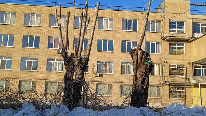 В Челябинске начали массово обрезать деревья. Результат жителей не радует и даже пугает