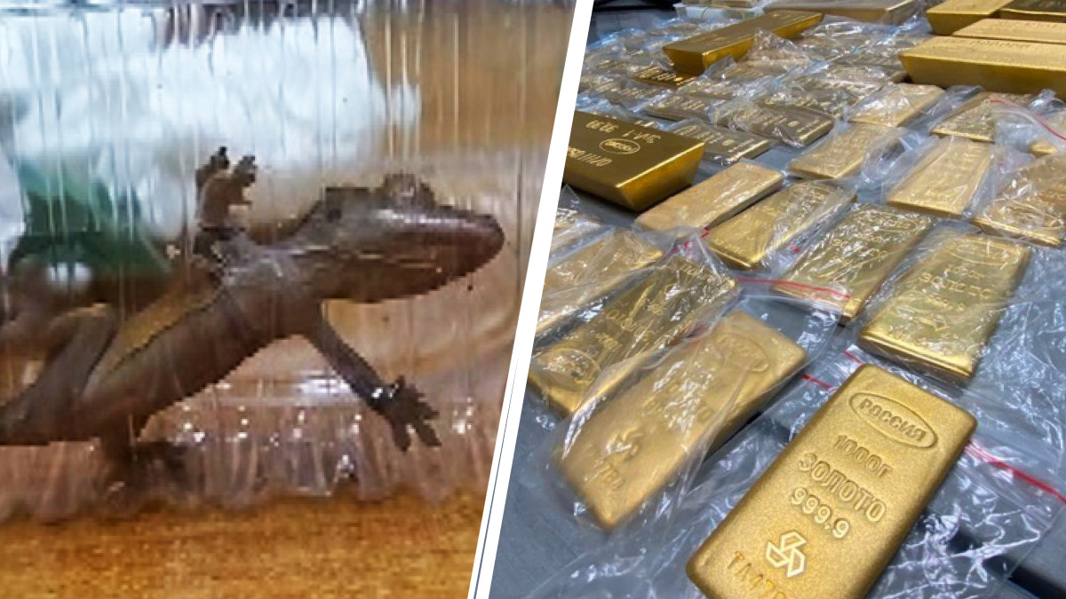 Самые необычные находки российских таможенников: дрозды в спортивной сумке, гекконы под курткой и 45 слитков золота