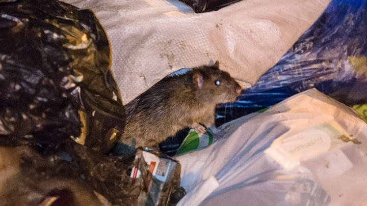 «Шок от увиденного»: челябинцы пожаловались на нашествие крыс