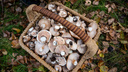 Жительница Ростовской области умерла, съев консервированных грибов