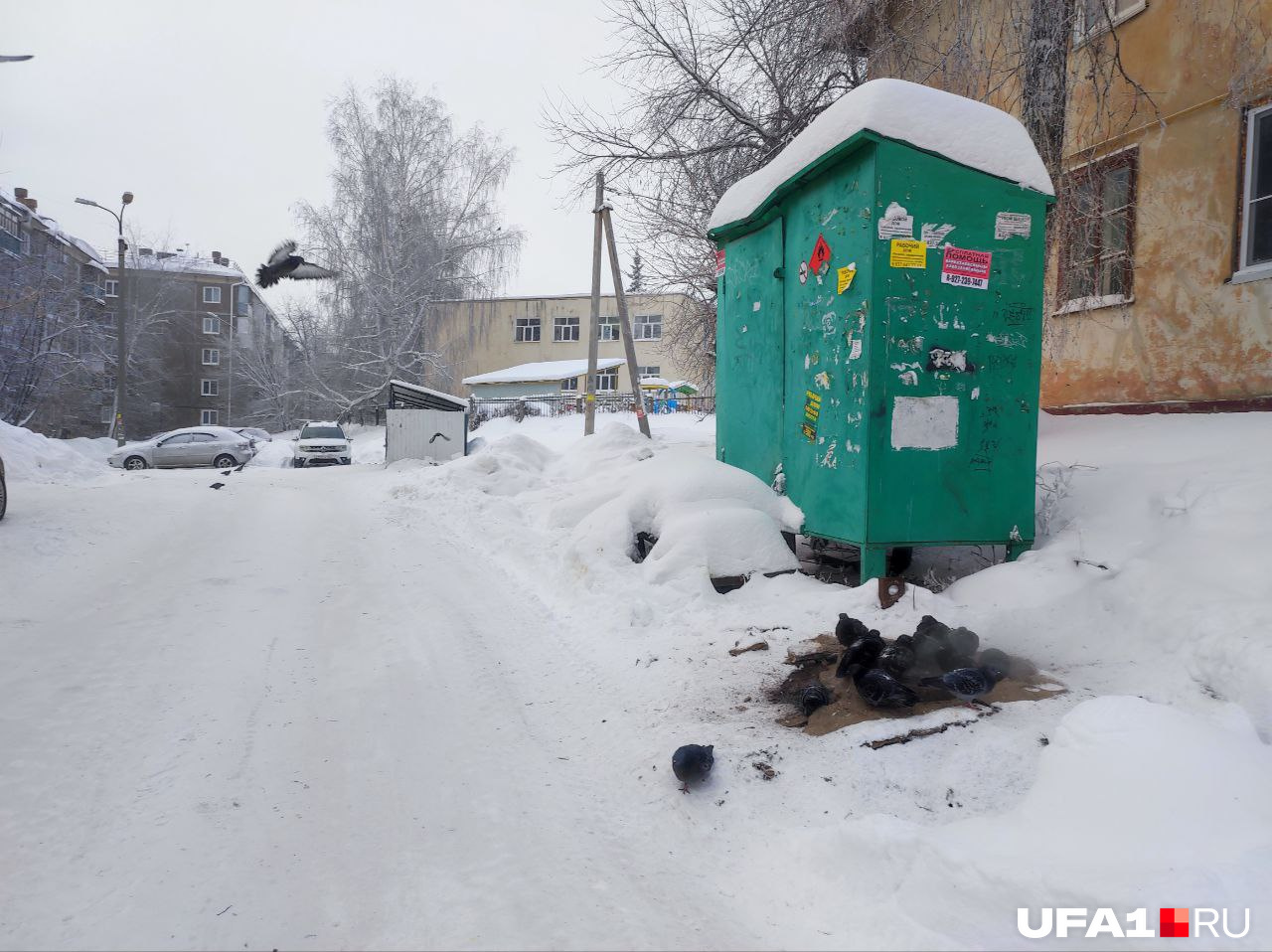 Голуби греются