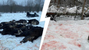 «Тушенку сварят, деньги в карман»: в Ярославской области массово перестреляли лосей