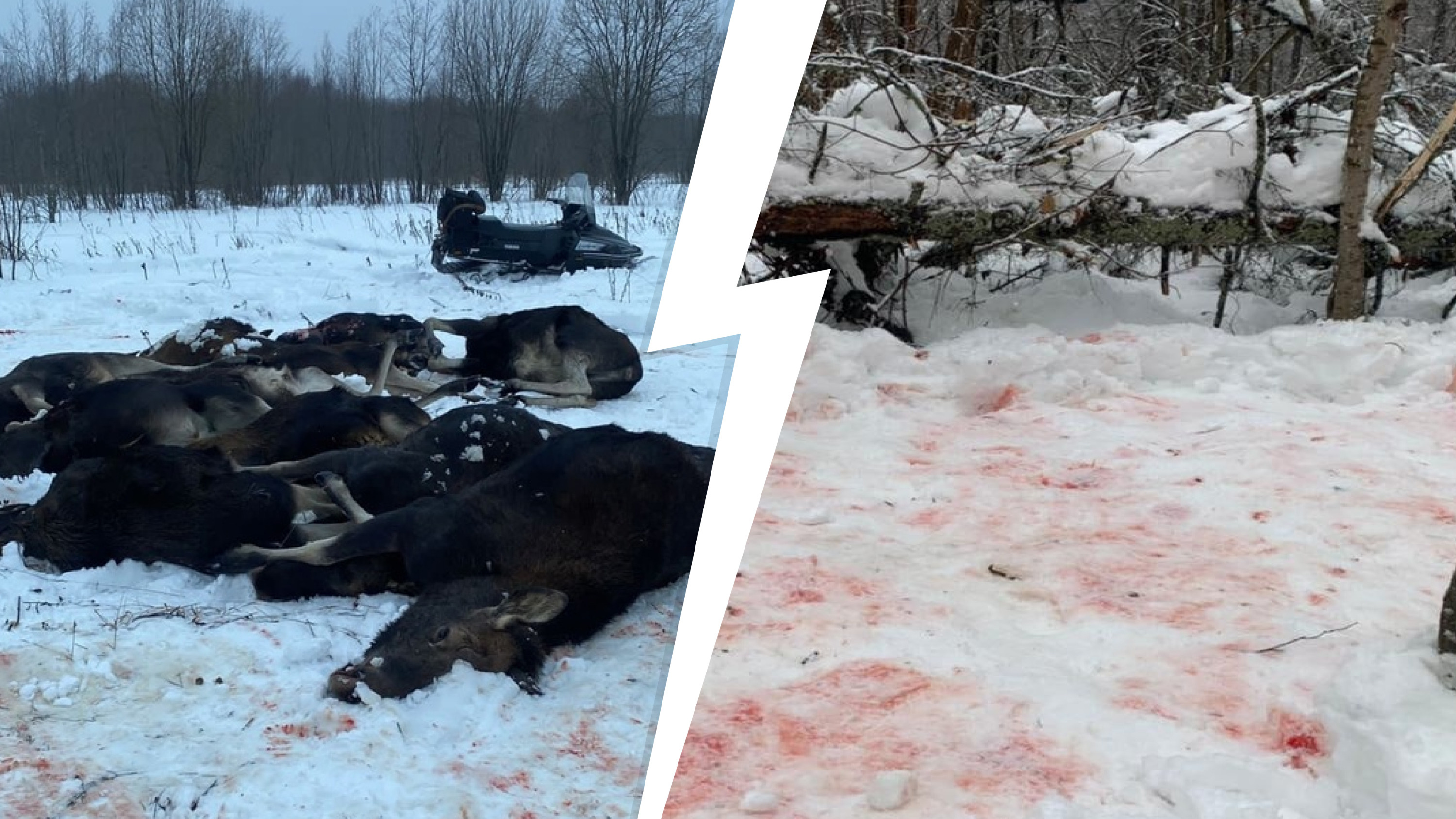 «Тушенку сварят, деньги в карман»: москвичи массово перестреляли лосей в Ярославской области