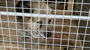 Первач ищет дом: курганский городской приют для бездомных животных принял первого пса