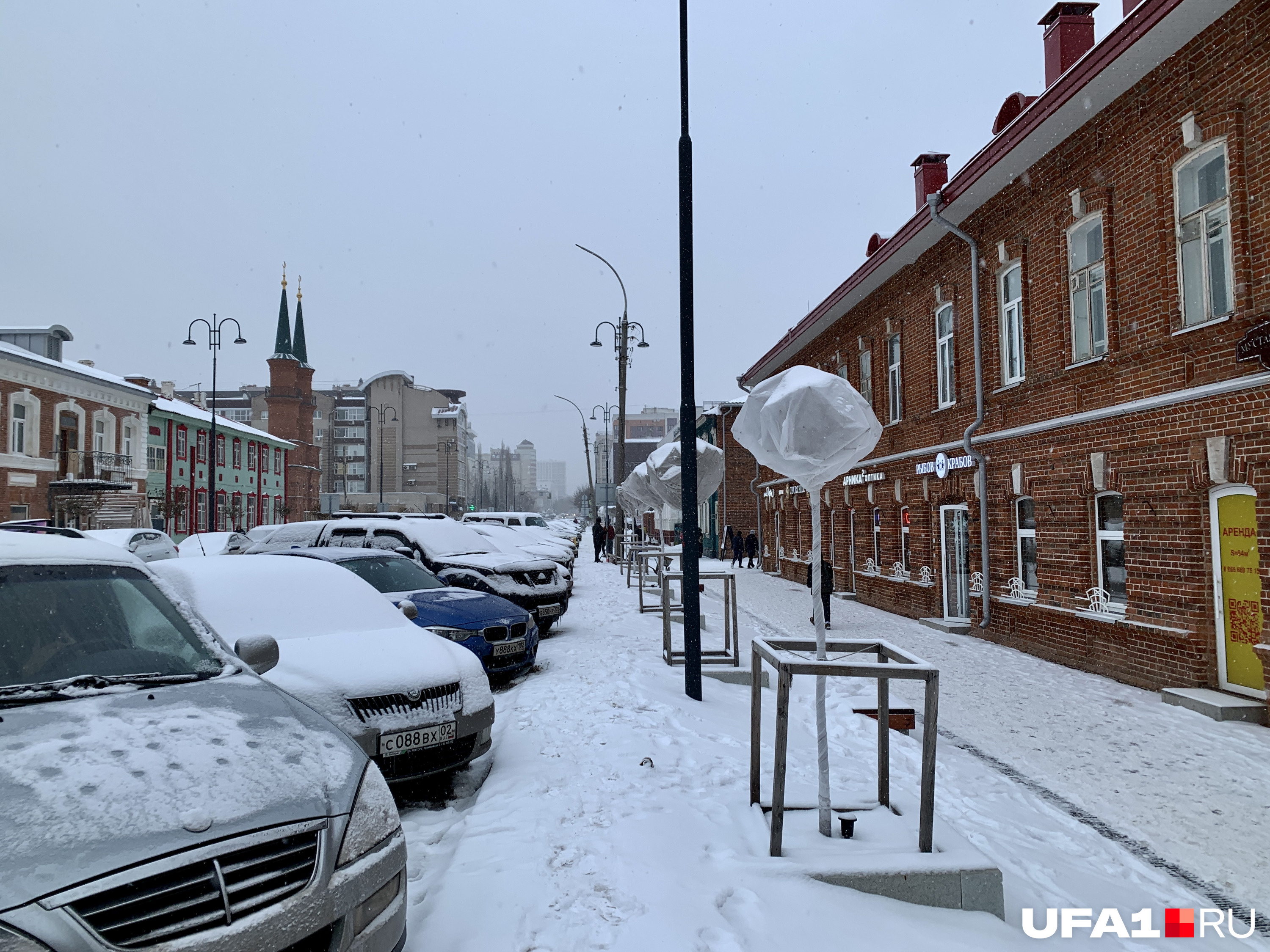 Деревья укутали на зиму