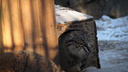 Манулята устроили охоту друг на друга — забавное видео из Новосибирского зоопарка