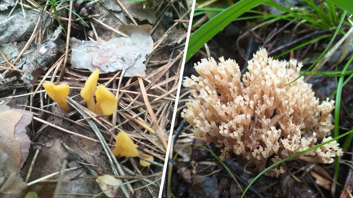 «Не знаешь — не ешь»: красноярские грибники делятся фотографиями необычных грибов