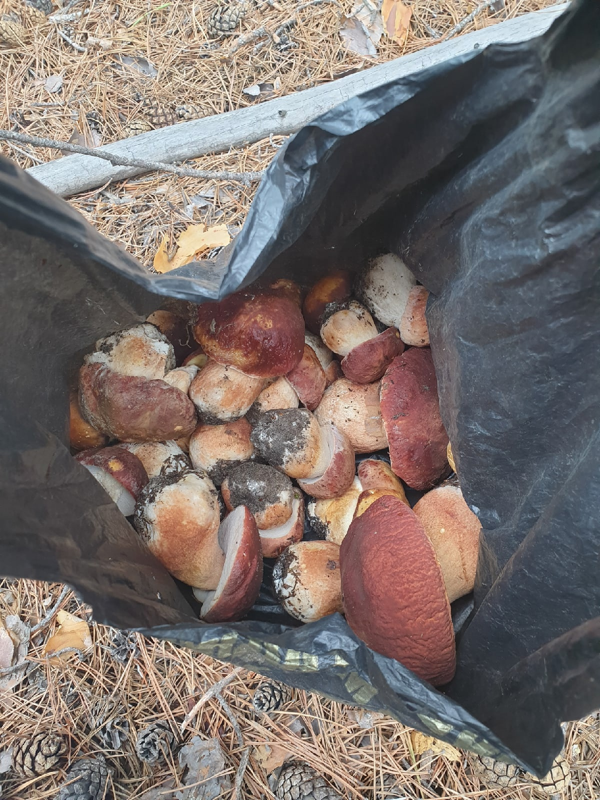 Белые грибы нашли в Тавдинском районе