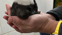 В новосибирском зоопарке родился один из любимых зверей вице-мэра Анны Терешковой — отгадайте, кто весит полкилограмма