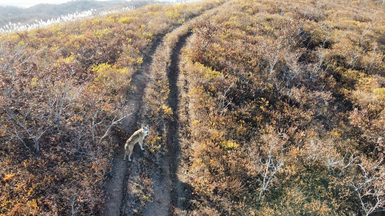 В парке «Земля леопарда» в Приморье впервые заметили волка в ноябре 2022г.  - 10 ноября 2022 - ФОНТАНКА.ру