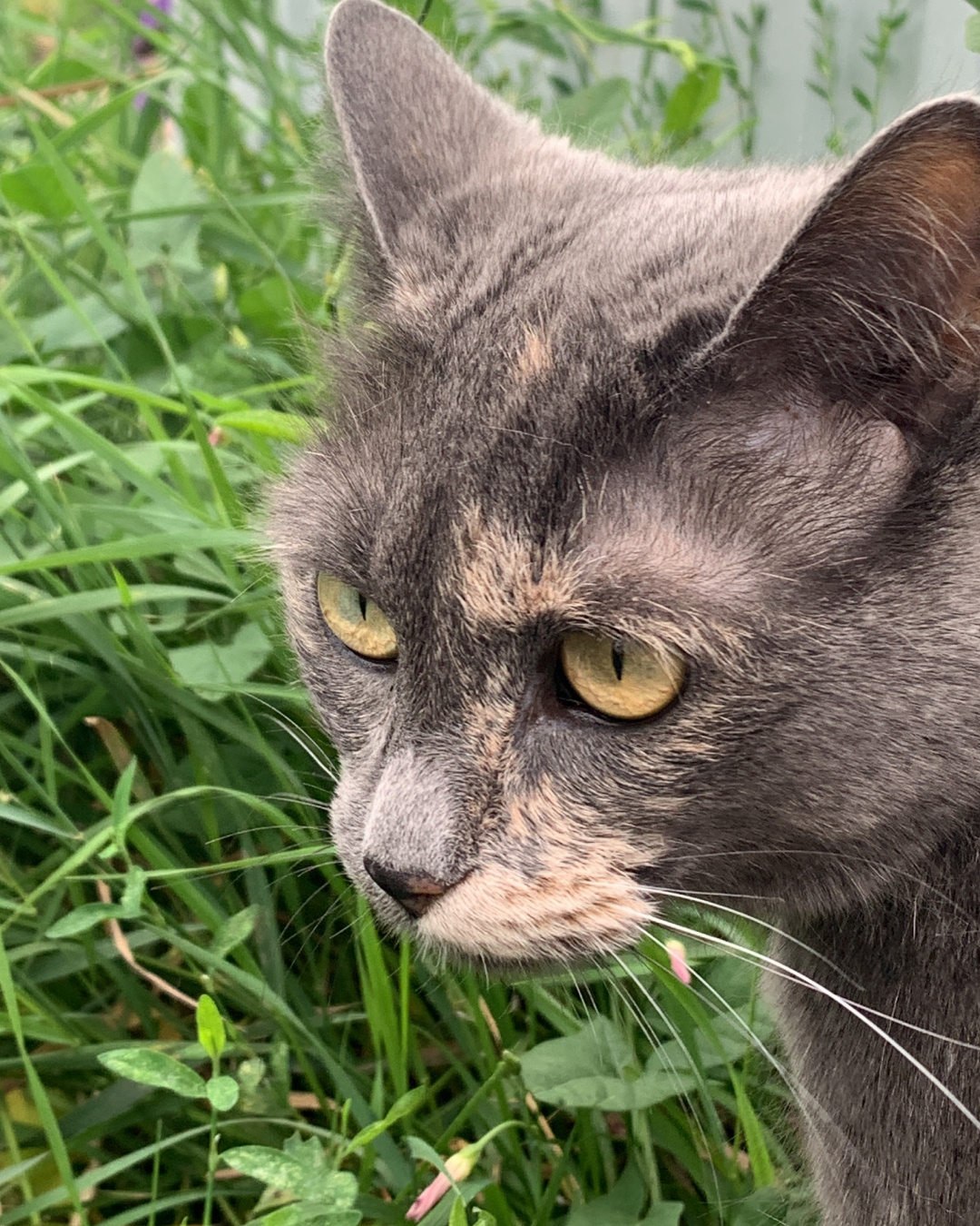Деревенская кошка после жизни в городе не оценила вылазку на природу