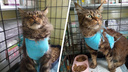 «Выкинули на перроне»: новосибирские волонтеры ищут дом для кошки мейн-куна