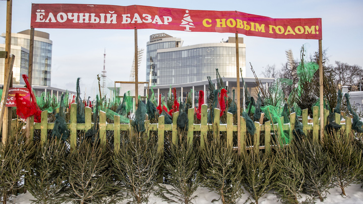 «Мы вам не скажем откуда»: в центре Ярославля продают живые елки. Сколько они стоят