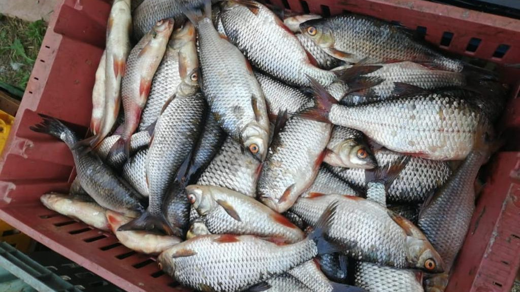 «У Льва гипнотическое обаяние»: торговцы рыбой со всей страны ищут омского дельца