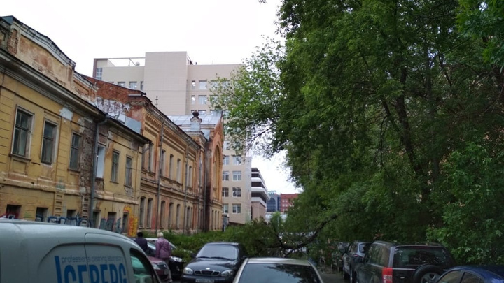 Дерево рухнуло на дорогу в центре Екатеринбурга. Автомобилисты оказались заперты в тупике