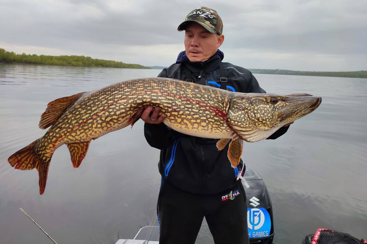 Рыба водящаяся в волге