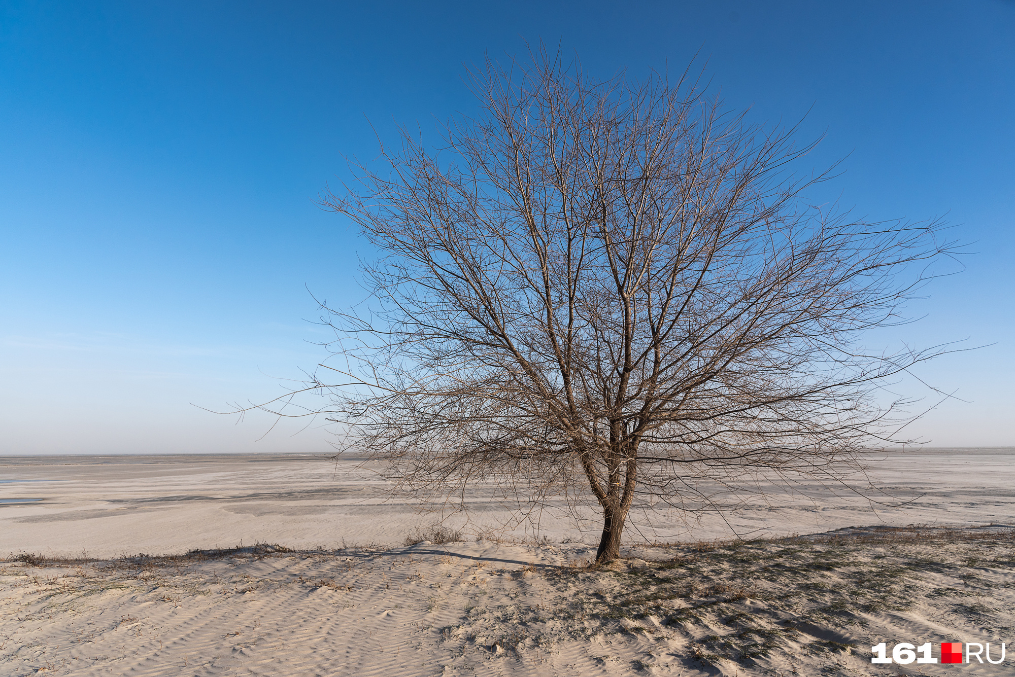 Дерево на фоне песка