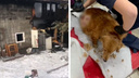Еще в одном новосибирском приюте произошел пожар — погибли семь собак, три в тяжелом состоянии