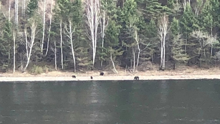 Напротив набережной Дивногорска заметили медведицу с детенышами