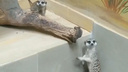 Тимон есть, остался Пумба: показываем видео с новичками Самарского зоопарка