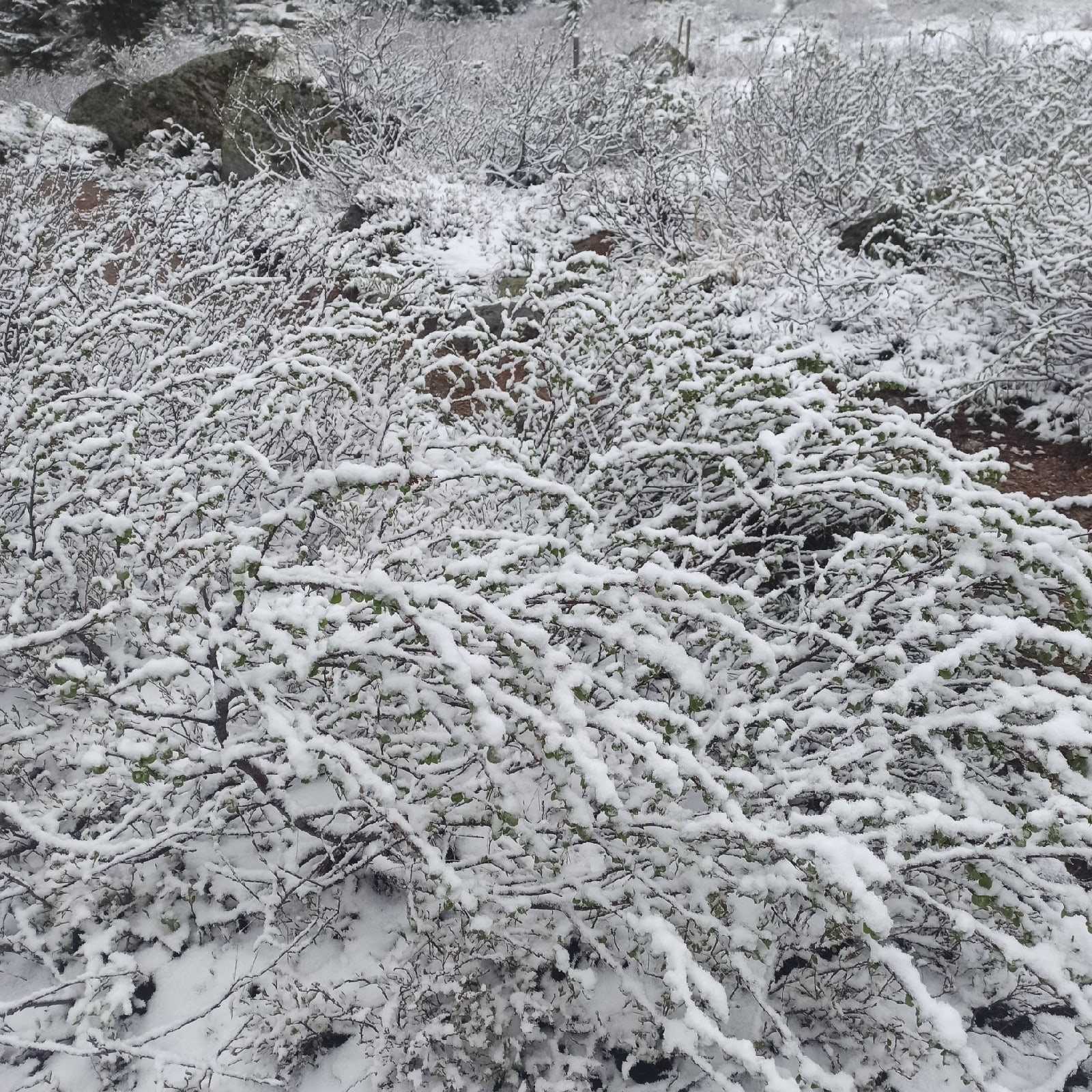 Деревья в снегу — привычная картина для национального парка