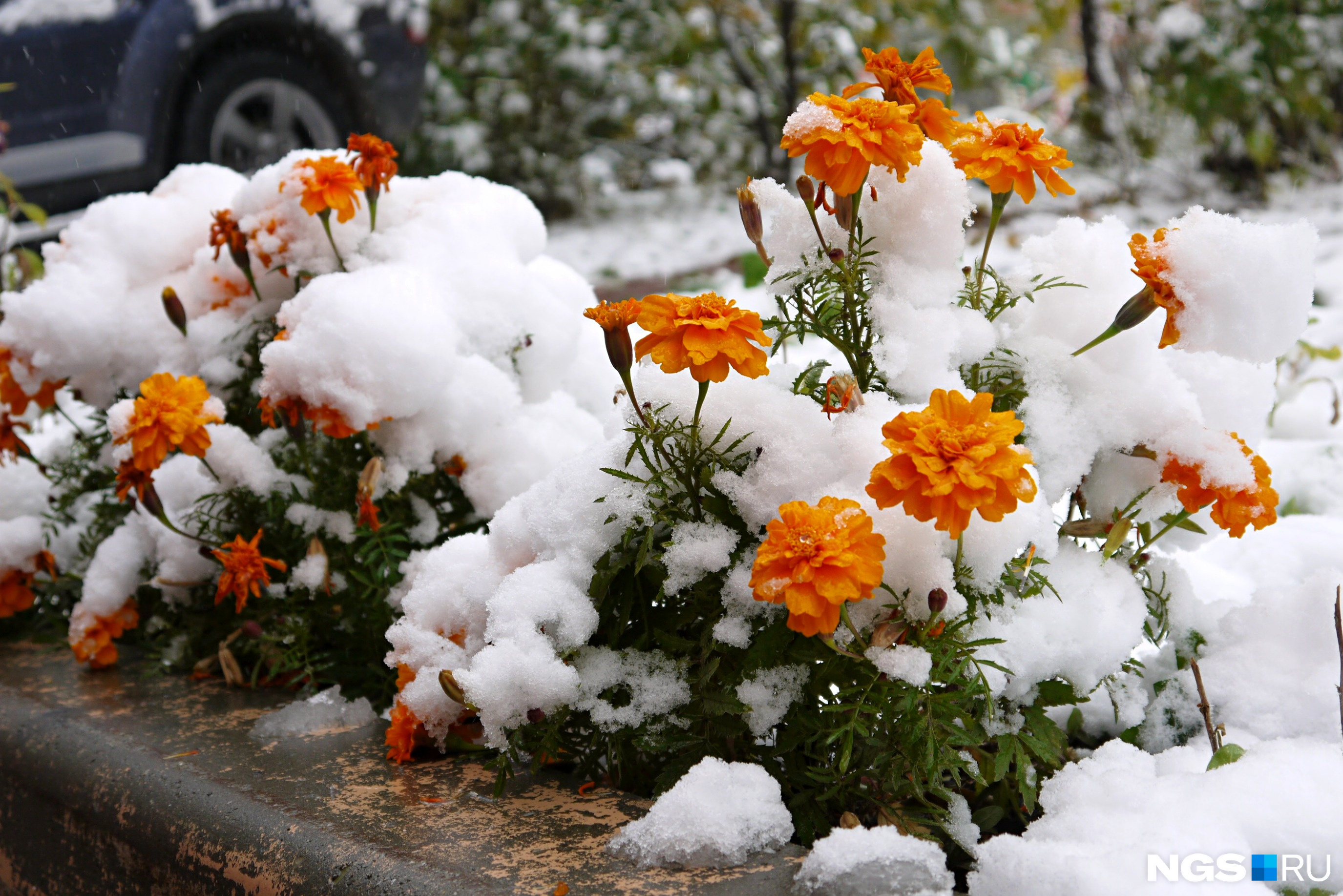 Цветы под снегом: семь фото красивого Новосибирска