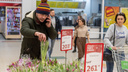 Новосибирцы массово покупают тюльпаны в «Ашане» — смотрим, сколько за них просят
